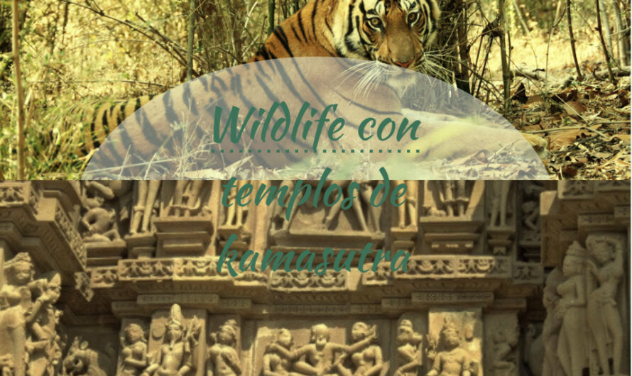 Wildlife con templos de kamasutra